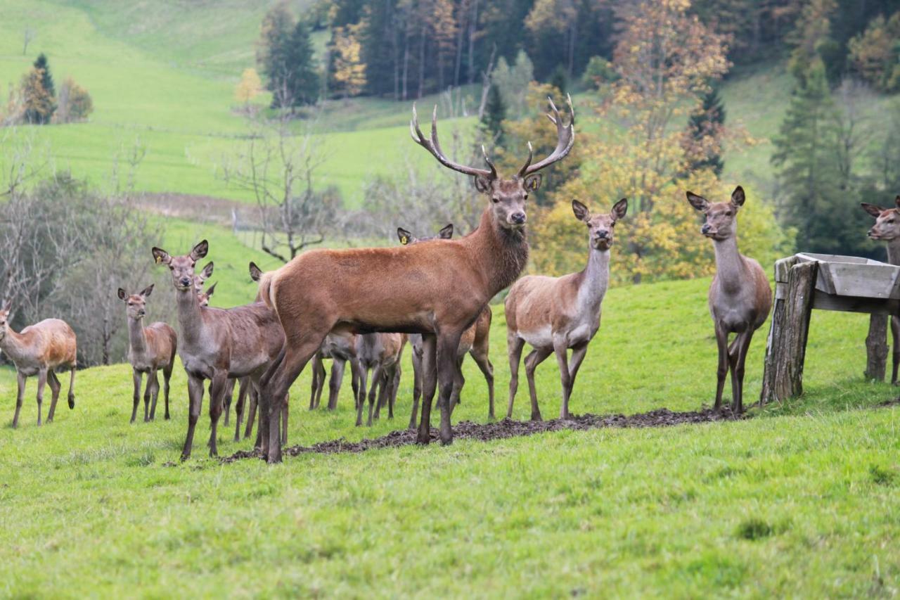 Singerskogel - Ferienhof Und Jausnstub'N Spital Am Pyhrn Dış mekan fotoğraf